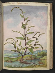 Persicaria hydropiper, z "Obrazów flory stanów rzymskich" Gherardo Cibo, Add MS 22333, f152r, c.1564-84 (akwarela i gwasz na papierze)