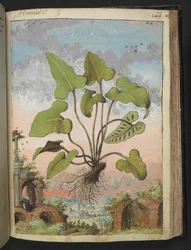 Phyllitis hemionitis, z „Obrazów flory stanów rzymskich” Gherardo Cibo, Add MS 22333, f143r, c.1564-84 (akwarela i gwasz na papierze)