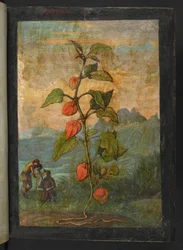 Physalis alkekengi: Roślina o czerwonych kwiatach, z „Obrazów flory stanów rzymskich” autorstwa Gherardo Cibo, Add MS 22333, f004r, c.1564-84 (akwarela i gwasz na papierze)