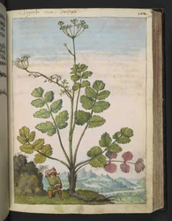 Pimpinella major, z „Obrazów flory stanów rzymskich” Gherardo Cibo, Add MS 22333, f100r, c.1564-84 (akwarela i gwasz na papierze)