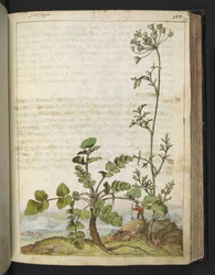 Pimpinella saxifraga, z „Obrazów flory państw rzymskich” Gherardo Cibo, Add MS 22333, f101r, c.1564-84 (akwarela i gwasz na papierze)