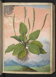 Plantago major, z „Obrazów flory stanów rzymskich” Gherardo Cibo, Add MS 22333, f049r, c.1564-84 (akwarela i gwasz na papierze)