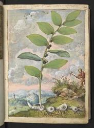 Polygonatum odoratum: Roślina. Człowiek z kilofem, z „Obraz flory stanów rzymskich” Gherardo Cibo, Add MS 22333, f025r, c.1564-84 (akwarela i gwasz na papierze)