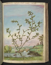 Polygonum aviculare, z „Obrazów flory państw rzymskich” Gherardo Cibo, Add MS 22333, f111r, c.1564-84 (akwarela i gwasz na papierze)