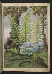 Polypodium, z „Obrazy flory stanów rzymskich” Gherardo Cibo, Add MS 22333, f015r, c.1564-84 (akwarela i gwasz na papierze)