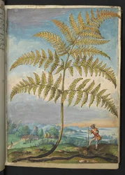 Pteridium aquilinum: Paproć, z „Obrazów flory stanów rzymskich” autorstwa Gherardo Cibo, Add MS 22333, f020r, c.1564-84 (akwarela i gwasz na papierze)