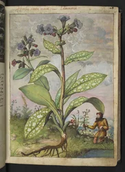 Pulmonaria officinalis, z "Obrazów flory stanów rzymskich" Gherardo Cibo, Add MS 22333, f028r, c.1564-84 (akwarela i gwasz na papierze)