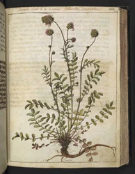 Sanguisorba minor, z „Obrazów flory stanów rzymskich” Gherardo Cibo, Add MS 22333, f102r, c.1564-84 (akwarela i gwasz na papierze)