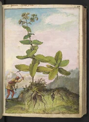 Telefium rozchodnikowe, z „Obrazów flory stanów rzymskich” Gherardo Cibo, Add MS 22333, f043r, c.1564-84 (akwarela i gwasz na papierze)