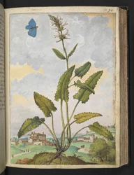 Stachys officinalis, z „Obrazów flory stanów rzymskich” Gherardo Cibo, Add MS 22333, f093r, c.1564-84 (akwarela i gwasz na papierze)