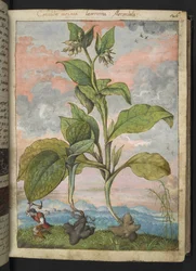 Symphytum tuberosum, z "Obrazów flory stanów rzymskich" Gherardo Cibo, Add MS 22333, f030r, c.1564-84 (akwarela i gwasz na papierze)
