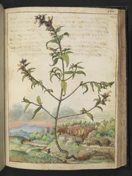 Wysoka roślina z zielonymi liśćmi i żółtymi kwiatami, z „Obrazów flory stanów rzymskich” Gherardo Cibo, Add MS 22333, f132r, c.1564-84 (akwarela i gwasz na papierze)