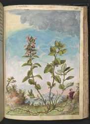 Teucrium chamaedrys (Wall Germander), z „Obrazy flory państw rzymskich” Gherardo Cibo, Add MS 22333, f159r, c.1564-84 (akwarela i gwasz na papierze)