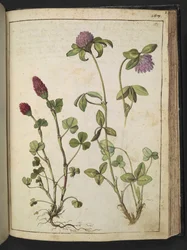 Trifolium incarnatum & Trifolium pratens, z „Obrazów flory stanów rzymskich” autorstwa Gherardo Cibo, Add MS 22333, f151r, c.1564-84 (akwarela i gwasz na papierze)