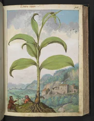 Veratrum nigrum, z "Obrazów flory państw rzymskich" Gherardo Cibo, Add MS 22333, f096r, c.1564-84 (akwarela i gwasz na papierze)