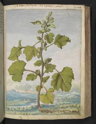 Strumarium Xanthium, z „Obraz flory stanów rzymskich” Gherardo Cibo, Add MS 22333, f110r, c.1564-84 (akwarela i gwasz na papierze)