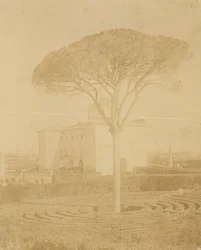 [Drzewo w formalnym ogrodzie na zewnątrz pałacu], lata 1860-70.