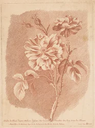 Bloemen Study of Flower after Nature rys. Tessier Painter of Roy For Flowers (tytuł na obiekcie)