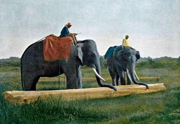 Słonie w ruchu kłody, Cejlon, ok. 1890 r.