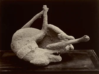 Pies, Pompeje, ok. 1870 (srebrny odbitka albuminowa z negatywu szklanego)