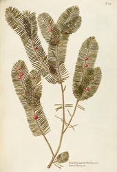 Cis pospolity (Taxus baccata), Taxaceae – Giovanni Antonio Bottione, akwarela