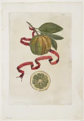 Aurantium Virgatum, z Hesperyd, 1646
