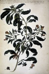 Wykres botaniczny: Belladona (Belladona Majoribus Folys) - W ""Praktyczna historia botaniczna, czyli rośliny istotne dla użycia mediów, nazewnictwa, opisu i cnót..."" autorstwa Giovanniego Battisty Morandi (? - 1761)