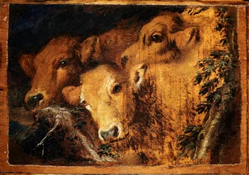 Trzy głowy cielęciny Etiudy. Obraz Giovanniego Benedetto Castiglione dit il Grechetto (1610-1665) niedz. 24x35 cm Genes, Musei di Strada Nuova