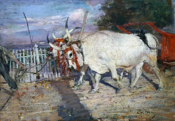 Wóz wołowy