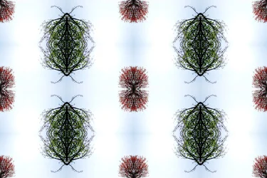 Nienaturalne 110 (zdjęcie zmanipulowane cyfrowo)