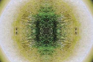 Unnatural 6.1 (zdjęcie zmanipulowane cyfrowo)