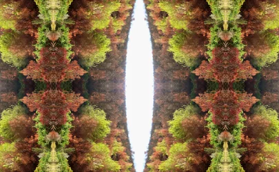 Nienaturalny 81 (zdjęcie zmanipulowane cyfrowo)