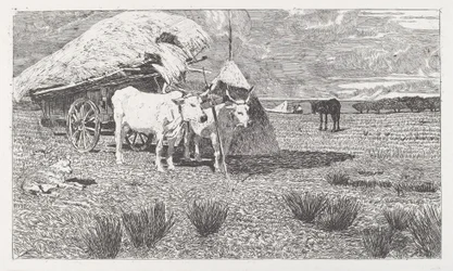 Woły zaprzężone do wozu (Maremma)