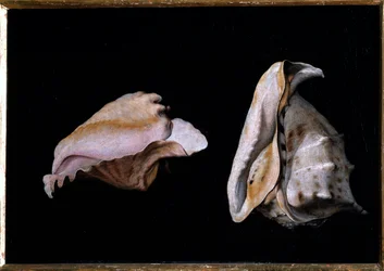 Dwie muszle (Martwa natura z muszelkami) Obraz Filippo Napoletano (1587-1629) 1618 Dim 39x56 cm Florencja, palazzo Pitti
