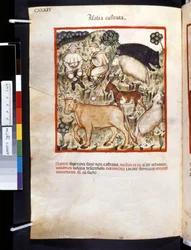 Theatrum sanitatis Ububchasyma de Baldacha: "Animalia Castrata", pierwsza dekada XIV wieku (miniatura)