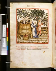 Theatrum sanitatis Ububchasyma de Baldach: "Autupnus", pierwsza dekada XIV wieku (miniatura)