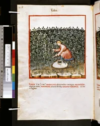 Theatrum sanitatis Ububchasyma de Baldach: "Faba", pierwsza dekada XIV wieku (miniatura)