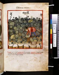 Theatrum sanitatis Ububchasyma de Baldach: "Melones Dulces", pierwsza dekada XIV wieku (miniatura)