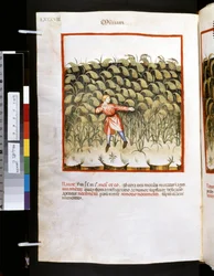 Theatrum sanitatis Ububchasyma de Baldach: "Milium", pierwsza dekada XIV wieku (miniatura)