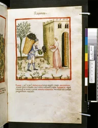 Theatrum sanitatis Ububchasyma de Baldach: "Napones", pierwsza dekada XIV wieku (miniatura)