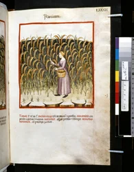 Theatrum sanitatis Ububchasyma de Baldach: "Panicum", pierwsza dekada XIV wieku (miniatura)