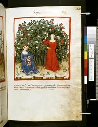Theatrum sanitatis Ububchasyma de Baldach: "Roxe", pierwsza dekada XIV wieku (miniatura)