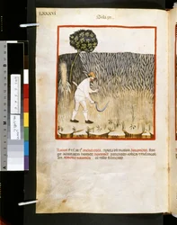 Theatrum sanitatis Ububchasyma de Baldach: "Siligo", pierwsza dekada XIV wieku (miniatura)