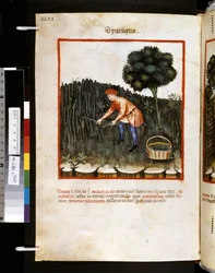 Theatrum sanitatis Ububchasyma de Baldach: "Sparagus", pierwsza dekada XIV wieku (miniatura)