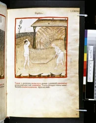 Theatrum sanitatis Ububchasyma de Baldach: "Spelta", pierwsza dekada XIV wieku (miniatura)