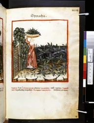 Theatrum sanitatis Ububchasyma de Baldach: "Spinachie", pierwsza dekada XIV wieku (miniatura)