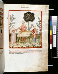 Theatrum sanitatis Ububchasyma de Baldach: "Album Vinum", pierwsza dekada XIV wieku (miniatura)