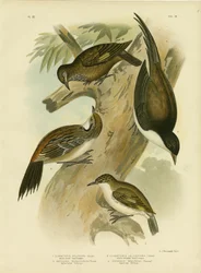 Pełzacz czarnoogonowy, 1891