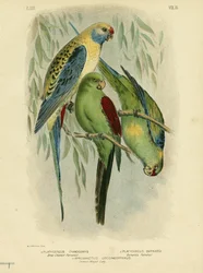 Papuga niebieska policzka, 1891