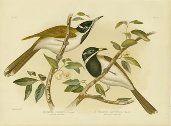 Miodownik o niebieskiej twarzy, 1891
